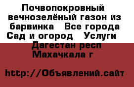 Почвопокровный, вечнозелёный газон из барвинка - Все города Сад и огород » Услуги   . Дагестан респ.,Махачкала г.